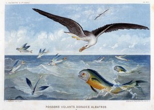 Dorades, Pisces volants, Albatros - i "Le Monde de la Mer" av Alfred Fredol. ed. Paris, Hachette. av French School