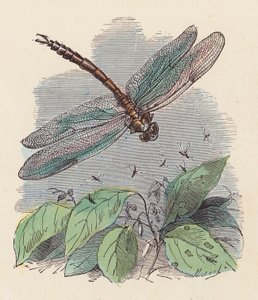 Dragonfly (färgad gravyr) av French School