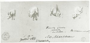 Ritning för restaurering av gargoylerna i Notre Dame, 1855 av French School