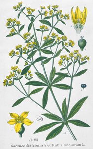 Dyers Madder (Rubia Tinctorum) av French School