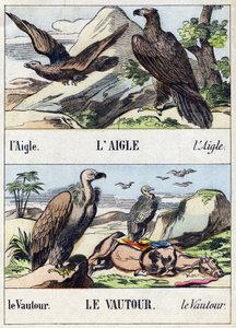 Örn och gam. Gravyr i "Buffon Alphabet des Oiseaux n 1". 3:e Serie N 1. Avbildning av Epinal, Epinal, sent 1800-tal. 16 sidor. Mått: 28x21cm av French School