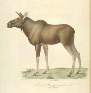 Älg från Nordamerika, från Natural History of Mammals (färg litho) av French School