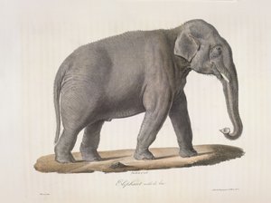 Asiatisk elefant, från Natural History of Mammals (färg litho) av French School