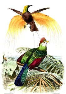 Exotiska fåglar: det lilla smaragdparadiset och Touraco Pauline av French School