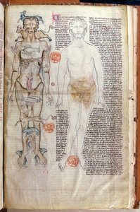 F.116v Relationen mellan människokroppen och zodiakens tecken, från en medicinsk avhandling av Abul Qasim Khalaf ibn al-Abbas al-Zahrawi (Abulcasis) (936-1013) översatt av Gerard de Cremone av French School