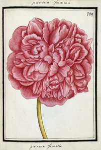 Pion hona, ca 1700 av French School