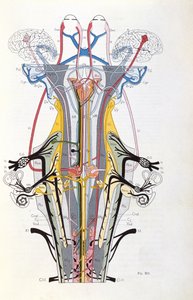 Fikon. 212 från Semiologie des Affections du Systeme Nervous av J. Dejerine, 1914 av French School
