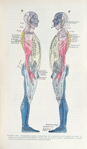 Fig. 381 & 382 Nervsystemet, från Semiologie des Affections du System Nerveux av J. Dejerine, 1914 av French School