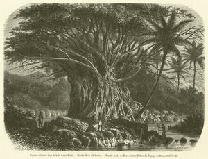 Kolossalt fikonträd i Anna-Maria-bukten, vid Nouka-Hiva, Oceanien (gravyr) av French School
