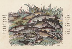 Fisk (färgad gravyr) av French School