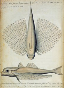 Fisk hittad i Ilha Grande, Brasilien (wc på papper) av French School
