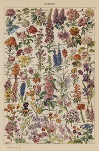 Blommor (färglitografi) av French School