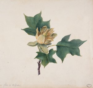 Blomma av ett tulpanträd av French School