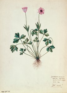 Fol.1275 Geranium (wc på papper) av French School
