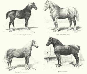 Fyra franska hästraser: Merlerault, Boulonnaise, Percheronne, Ardennaise (gravyr) av French School