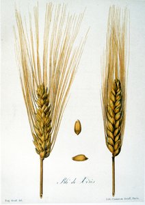 Fransk 1800-talsillustration av majsöron av French School