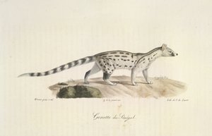 Senegal Genet, från Natural History of Mammals (färg litho) av French School