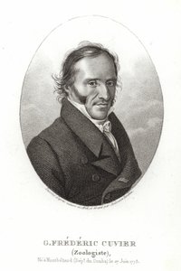 George Cuvier av French School