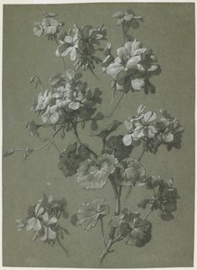 Pelargon (Pelargonium sp.), ca 1800 (kol & vit krita, grön väv) av French School