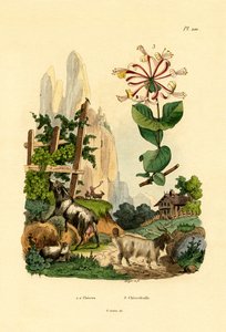 Getter, 1833-39 av French School