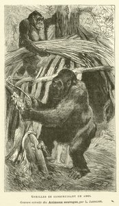 Gorillor som bygger ett skydd (gravyr) av French School