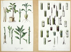 Grafts (färggravyr) av French School