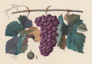 Grape vine (färgad gravyr) av French School