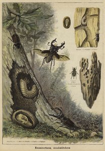 Skadliga insekter