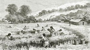 Harvest of Coca, Peru, illustration från Le Tour du Monde magazine, 1877 av French School