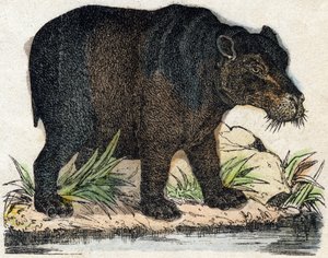 Flodhäst. Gravyr i "" Alphabet des animaux sauvages"". 9:e serien. Bildspråk av Epinal, Pellerin, tryckare-förlag, ca 1870. Gravyrer på trä, stencilerade. 16 sidor. Mått: 20 x 15 cm. Privat samling av French School