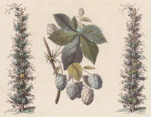 Humle för öltillverkning (färgad gravyr) av French School