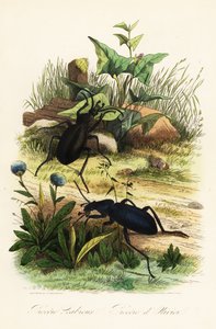 Enorma violetta skalbaggar, Carabus scabrosus av French School