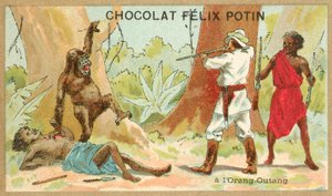 Jaga orangutang (chromolitho) av French School
