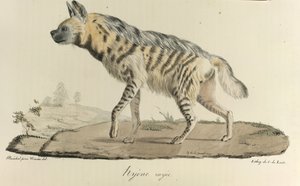 Hyena, en randig hyena, från Natural History of Mammals (färg litho) av French School
