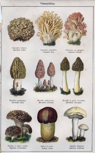 Illustration till "mon docteur - traite de medecine et d