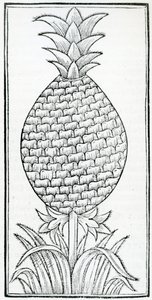 Illustration från "Of the Natural History of the Indies", av Gonzalo Fernandez de Oviedo (1478–1557) av French School