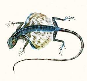 Illustration av den glidande ödlan - Draco Volans 1831 (färggravyr) av French School