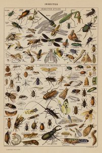Insekter (färglitografi) av French School
