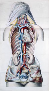 En kvinnas inre organ, tallrik från Anatomical, Physiological and Patological Research on the Venous System av Gilbert Breschet (1784-1845) graverad av Engelmann, Paris, 1829 av French School