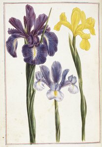 Iris, 1700-tal av French School