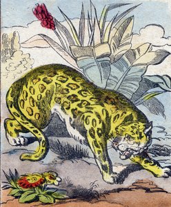 Jaguar. Gravyr i "Buffon Alphabet des Animaux". 3:e serien N 1. Avbildning av Epinal, Epinal, sent 1800-tal. 16 sidor. Mått: 28x21cm av French School
