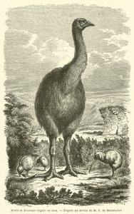 Kiwi och Dinormis enorma ou moa (gravyr) av French School