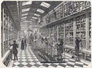 Paris School of Medicine - The Comparative Anatomy Gallery - Gravyr i "" Tableau-de-Paris"" av Edmond Texier 1852. av French School