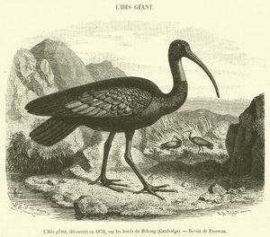 Jätten Ibis, upptäckt 1876, på stranden av Mekong, Kambodja (gravyr) av French School