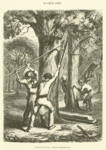 The Lifting of the Bark (gravyr) av French School