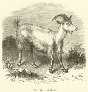 La chevre (gravyr) av French School