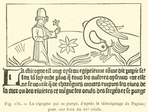 Storken rensar sig själv (gravyr) av French School