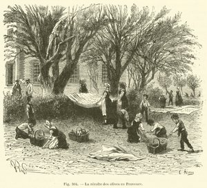 Skörda oliver i Provence (gravyr) av French School