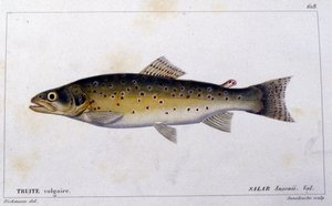 Den vanliga öringen enligt "Natural history of fish"" av Cuvier, Valenciennes, Paris av French School