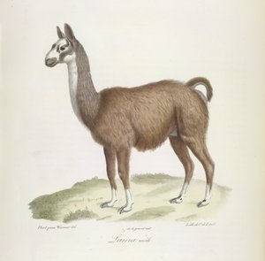 Male Lama, från Natural History of Mammals (färg litho) av French School